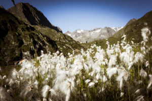 Franz Senn hut with cottongrass, Stubai Alps, Austria Franz Senn hut with cottongrass, Stubai Alps, Austria